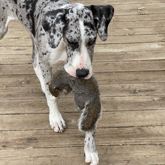 Like this listing for our live show - Picture 16 of 16